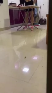 老公临时接到电话去工地加班趁虚而入在客厅把母狗操喷了